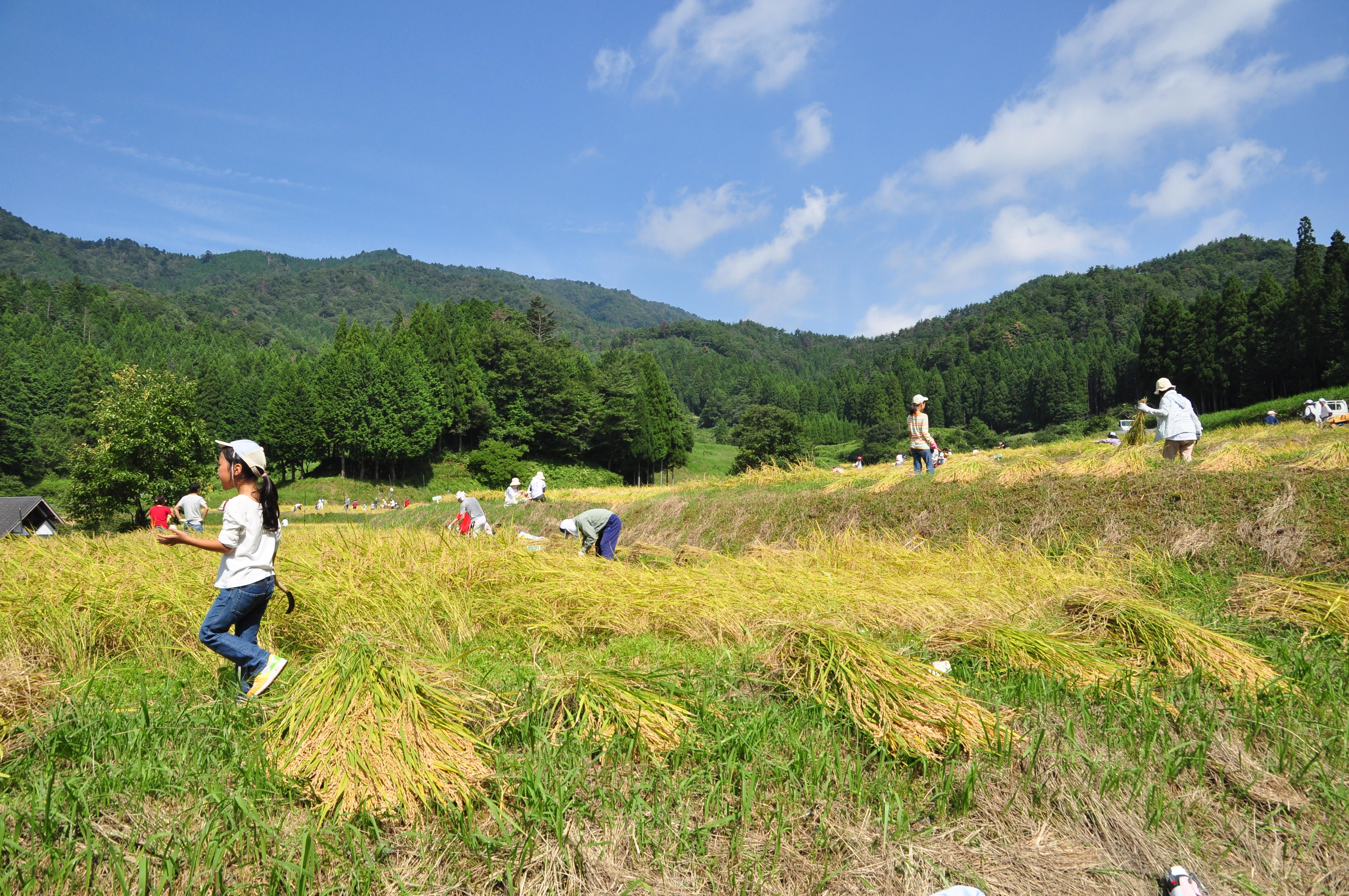 オーガニック農業