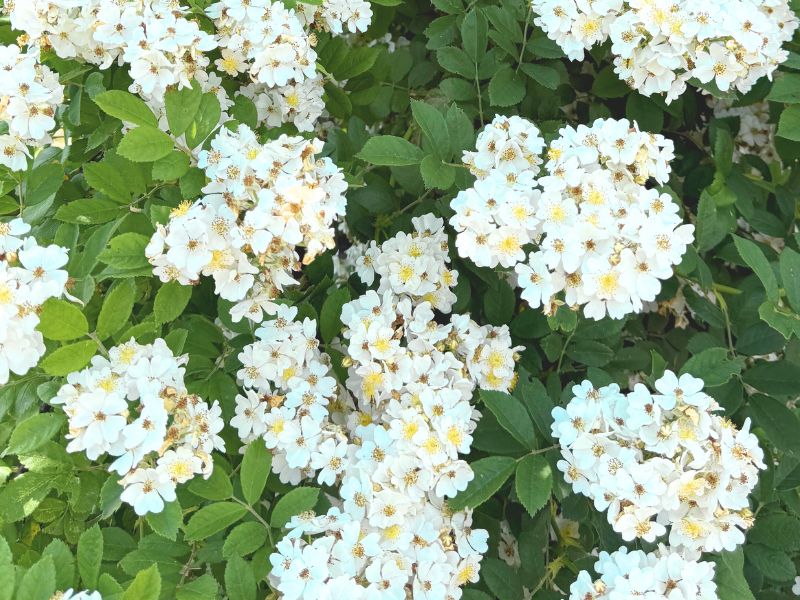 高島ローズのイメージ